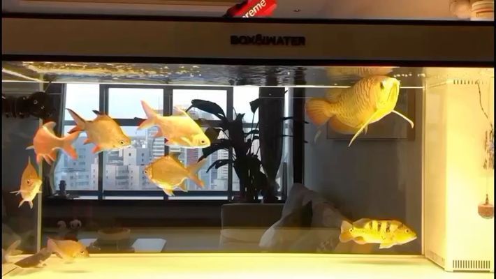 八角龍魚適宜水溫范圍（八角龍魚適宜的水溫范圍是多少,）