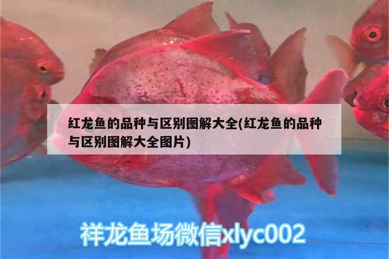 紅龍魚的品種與區別圖解大全(紅龍魚的品種與區別圖解大全圖片)（紅龍魚的品種與區別圖解大全）
