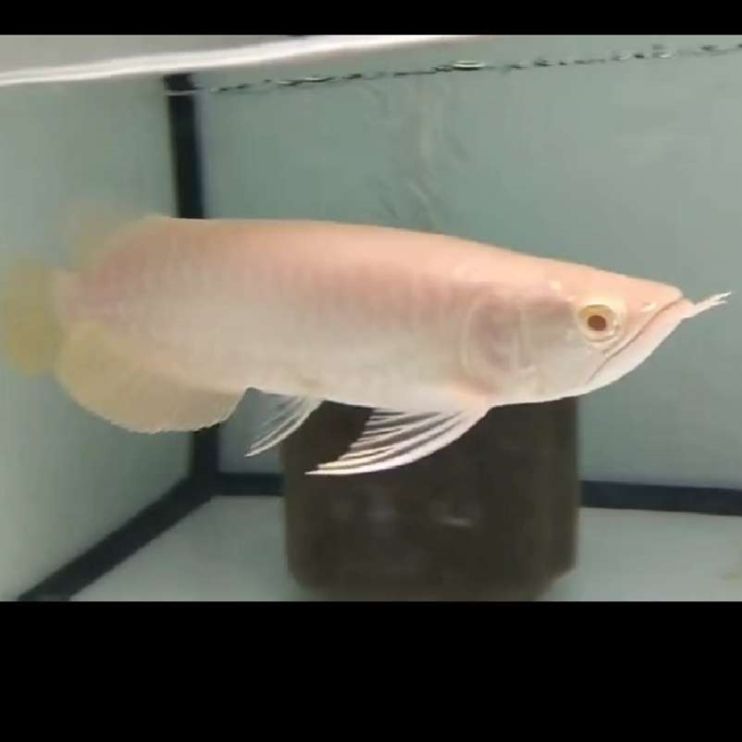 福州水族館非常感謝龍顛魚(yú)友的觀賞今晚到這晚安（福州水族館為龍顛魚(yú)友準(zhǔn)備了豐富的禮品和優(yōu)惠活動(dòng)）