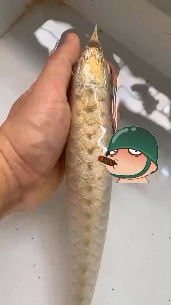福州水族館非常感謝龍顛魚友的觀賞今晚到這晚安（福州水族館為龍顛魚友準備了豐富的禮品和優惠活動）