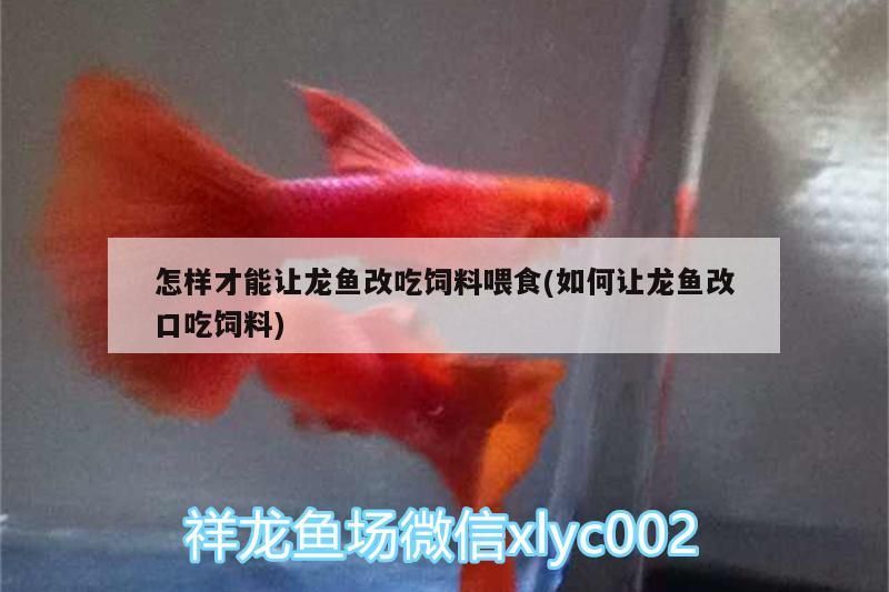 怎樣才能讓龍魚(yú)改吃飼料喂食(如何讓龍魚(yú)改口吃飼料)（如何讓龍魚(yú)改吃飼料喂食）