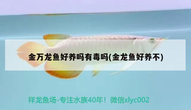 金萬龍魚好養嗎有毒嗎(金龍魚好養不)（萬龍魚好養嗎有毒嗎）