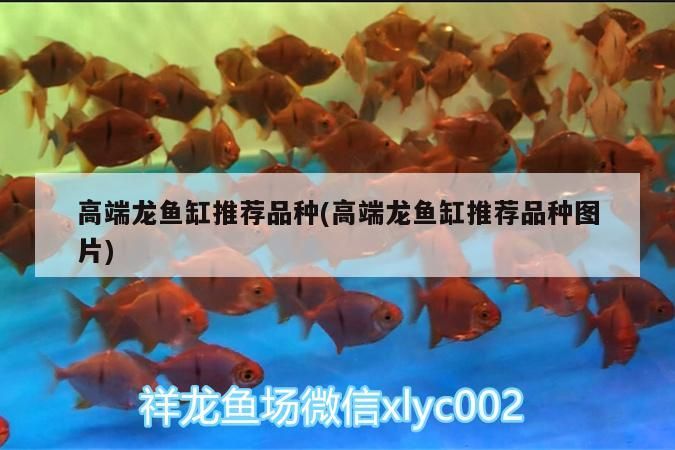 高端龍魚缸推薦品種(高端龍魚缸推薦品種圖片)（高端龍魚缸推薦及種）