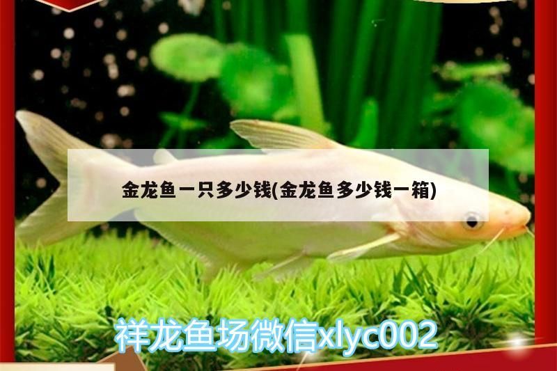 金龍魚一只多少錢(金龍魚多少錢一箱)（金龍魚的價格一般多少錢？）
