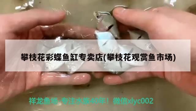 <strong><mark>攀枝花</mark></strong>彩蝶魚缸專賣店(<strong><mark>攀枝花</mark></strong>觀賞魚市場)（<strong><mark>攀枝花</mark></strong>彩蝶魚缸專賣店）