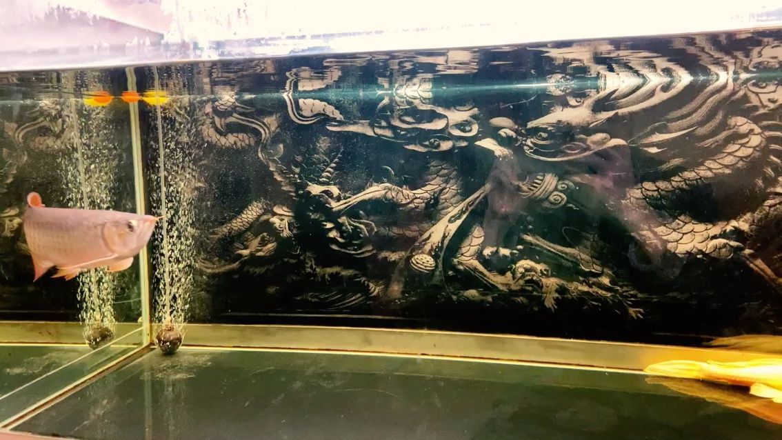 快憋瘋了，發(fā)發(fā)魚吧（——通過“發(fā)發(fā)魚”解決方案） 快憋瘋了，發(fā)發(fā)魚吧（——通過“發(fā)發(fā)魚”解決方案） 觀賞魚百科 第1張