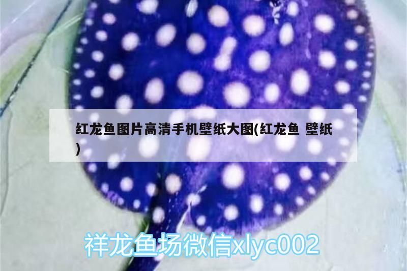 鸚鵡魚 紅龍魚圖片高清手機壁紙大圖(紅龍魚壁紙)(好運魚圖手機壁紙) 觀賞魚百科 紅龍魚圖片高清手機壁紙大圖(紅龍魚壁紙)(好運魚圖手機壁紙) 紅龍魚圖片高清手機壁紙大圖(紅龍魚壁紙)(好運魚圖手機壁紙) 觀賞魚百科