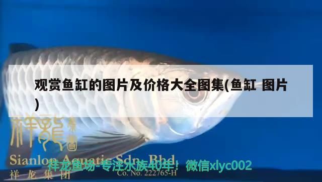 海鮮魚缸價格多少錢一個（ 做一個海鮮缸的價錢）（海鮮魚缸兩塊玻璃間的縫隙漏水應該怎么辦，市民李先生給你解答）