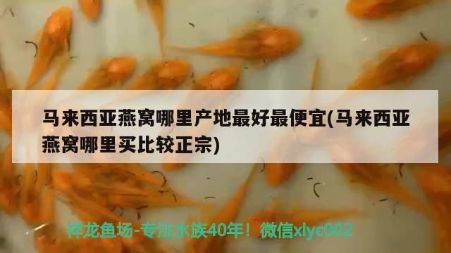 樂事水族魚缸安裝視頻大全下載（樂事水族官網）（樂事水族魚缸安裝視頻大全） 樂事水族魚缸安裝視頻大全下載（樂事水族官網）（樂事水族魚缸安裝視頻大全） 觀賞魚百科 第2張