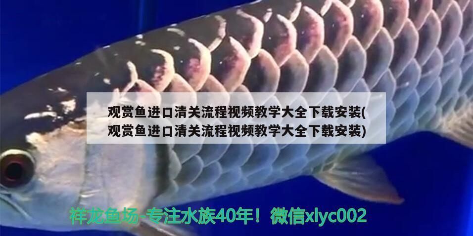 樂事水族魚缸安裝視頻大全下載（樂事水族官網）（樂事水族魚缸安裝視頻大全） 樂事水族魚缸安裝視頻大全下載（樂事水族官網）（樂事水族魚缸安裝視頻大全） 觀賞魚百科 第3張