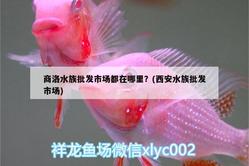<strong><mark>商洛</mark></strong>水族批發市場都在哪里？(西安水族批發市場)（<strong><mark>商洛</mark></strong>水族批發市場、<strong><mark>商洛</mark></strong>水族批發市場、<strong><mark>商洛</mark></strong>水族批發市場一覽表）