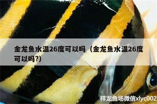 金龍魚水溫26度可以嗎（金龍魚水溫26度可以嗎?）（金龍魚的水溫多少度正好）