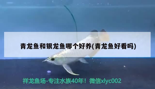 青龍魚和銀龍魚哪個好養(青龍魚好看嗎)（銀龍魚和青龍魚哪個好養） 青龍魚和銀龍魚哪個好養(青龍魚好看嗎)（銀龍魚和青龍魚哪個好養） 觀賞魚百科