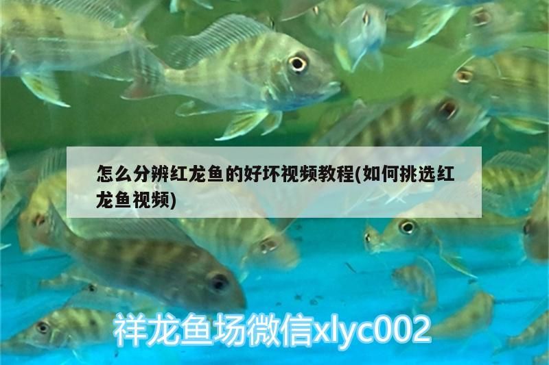 魚缸過濾器選購指南:自制魚缸過濾器魚缸上置過濾器對于養魚愛好者的必備知識 怎么分辨紅龍魚的好壞視頻教程(如何挑選紅龍魚視頻)(如何分辨紅龍魚的好壞) 觀賞魚百科 怎么分辨紅龍魚的好壞視頻教程(如何挑選紅龍魚視頻)(如何分辨紅龍魚的好壞) 怎么分辨紅龍魚的好壞視頻教程(如何挑選紅龍魚視頻)(如何分辨紅龍魚的好壞) 觀賞魚百科