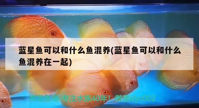 藍星魚可以和什么魚混養(藍星魚可以和什么魚混養在一起)（藍星魚可以和什么魚混養）