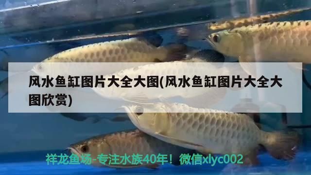 紅龍魚要用什么燈管最好（紅龍魚用什么燈光效果好）（如何選擇紅龍魚的燈光？）