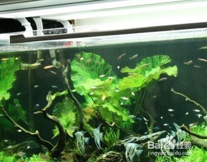 龍魚的種類與鑒別圖片視頻教程（龍魚的種類與鑒別圖片視頻教程大全）（龍魚的種類與鑒別）