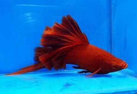 紅色觀賞魚可以吃嗎？（紅色觀賞魚可以食用嗎？） 紅色觀賞魚可以吃嗎？（紅色觀賞魚可以食用嗎？） 觀賞魚百科 第2張