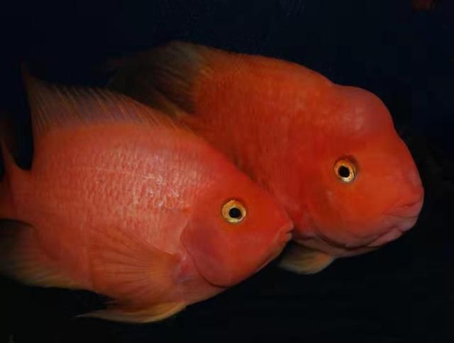 紅色觀賞魚可以吃嗎?(紅色觀賞魚可以食用嗎?) 觀賞魚百科 第1張 紅色觀賞魚可以吃嗎?(紅色觀賞魚可以食用嗎?) 紅色觀賞魚可以吃嗎?(紅色觀賞魚可以食用嗎?) 觀賞魚百科 第1張