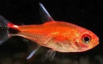紅色觀賞魚可以吃嗎?(紅色觀賞魚可以食用嗎?) 觀賞魚百科 第3張 紅色觀賞魚可以吃嗎?(紅色觀賞魚可以食用嗎?) 紅色觀賞魚可以吃嗎?(紅色觀賞魚可以食用嗎?) 觀賞魚百科 第3張