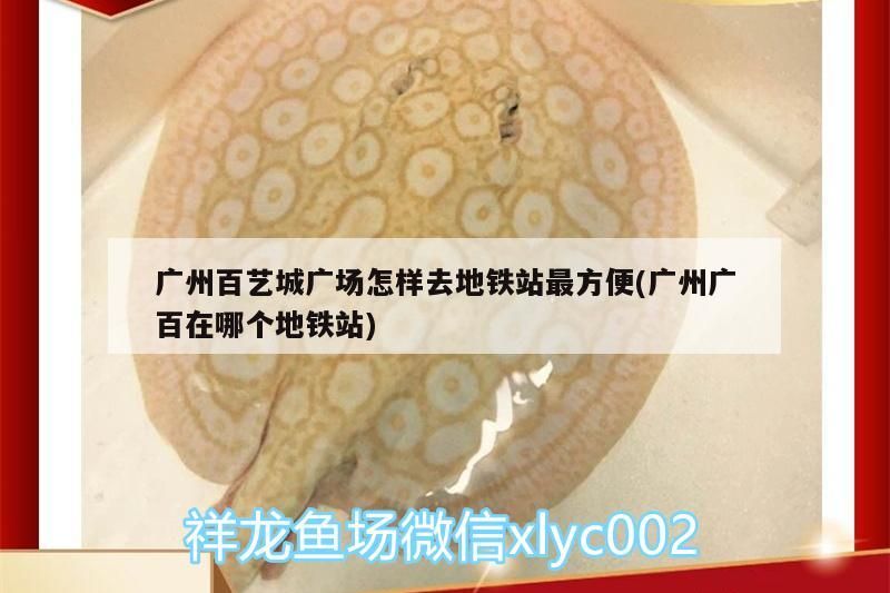 廣州百藝城廣場怎樣去地鐵站最方便(廣州廣百在哪個地鐵站)（廣州百藝城廣場怎樣去地鐵站最方便） 廣州百藝城廣場怎樣去地鐵站最方便(廣州廣百在哪個地鐵站)（廣州百藝城廣場怎樣去地鐵站最方便） 觀賞魚百科