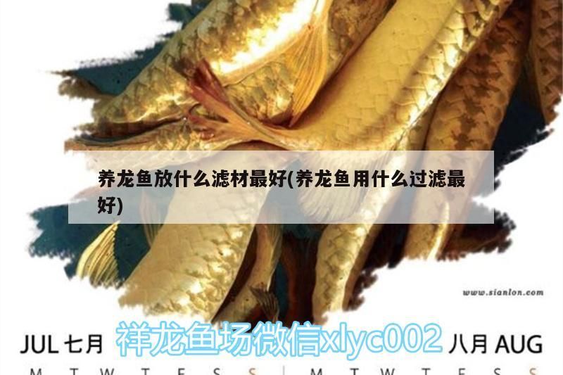 養龍魚放什么濾材最好(養龍魚用什么過濾最好)（養龍魚放什么濾材最好）