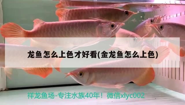 火龍魚咬人嗎：火龍魚咬人嗎會(huì)死嗎（火龍魚咬人會(huì)死嗎）