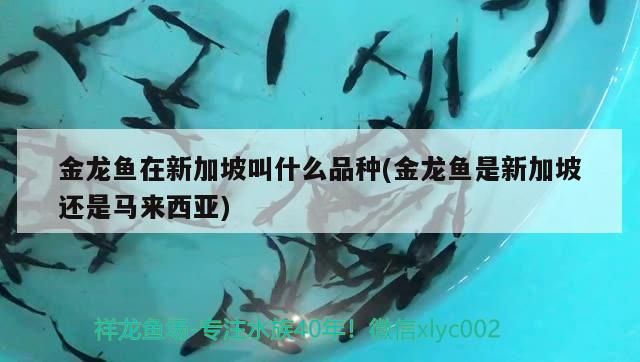 火龍魚咬人嗎：火龍魚咬人嗎會(huì)死嗎（火龍魚咬人會(huì)死嗎）