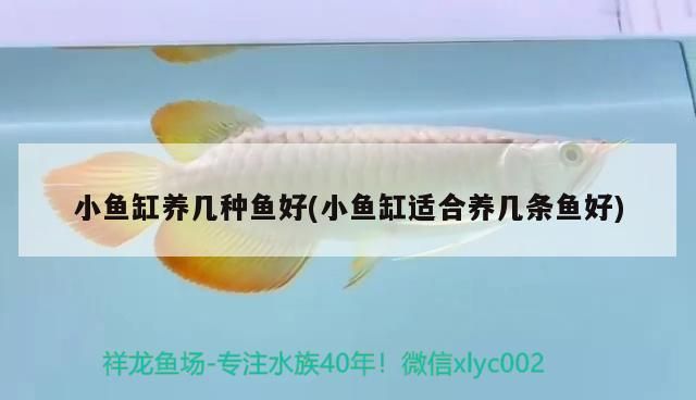 小魚缸養幾種魚好(小魚缸適合養幾條魚好)（小魚缸養幾種魚好）