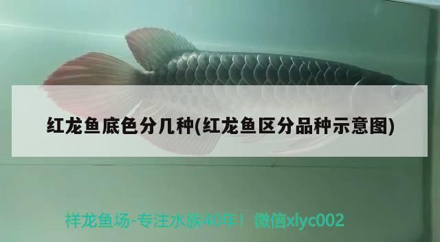 紅龍魚底色分幾種(紅龍魚區分品種示意圖)（紅龍魚底色分幾種）
