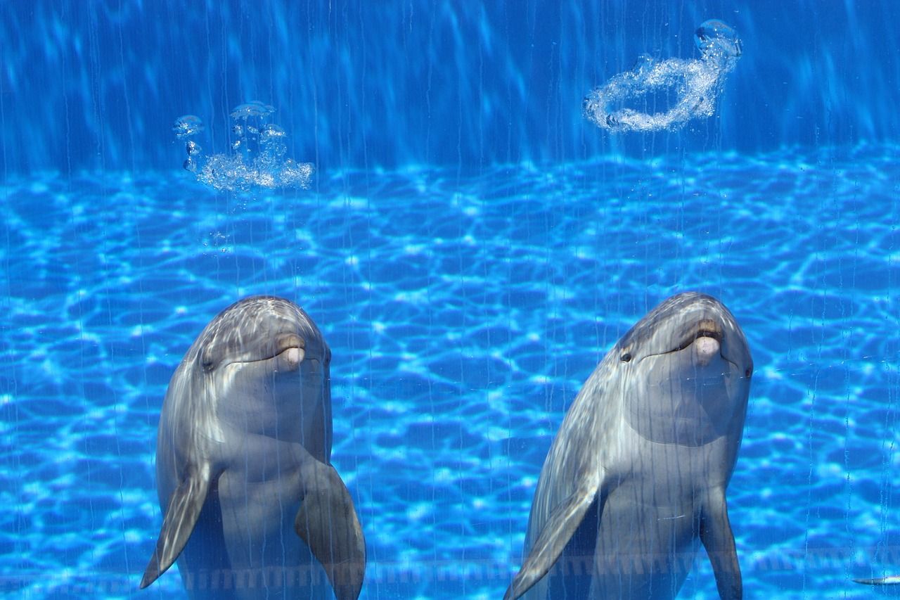 漳州水族館（漳州水族館賣金魚的）（廈門旅游攻略之漳州水族館）