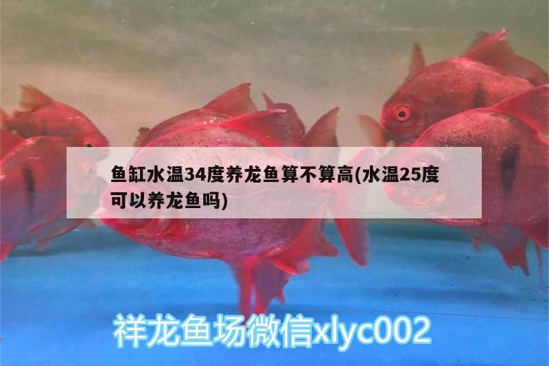 魚缸水溫34度養龍魚算不算高(水溫25度可以養龍魚嗎)（魚缸水溫34度養龍魚算不算高）