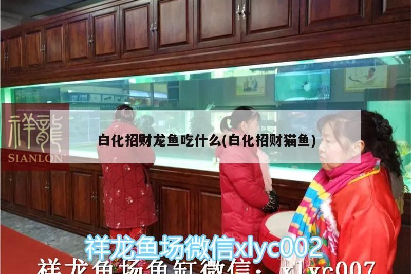 白化招財龍魚吃什么(白化招財貓魚)（白化招財貓魚、白化招財龍魚吃什么）