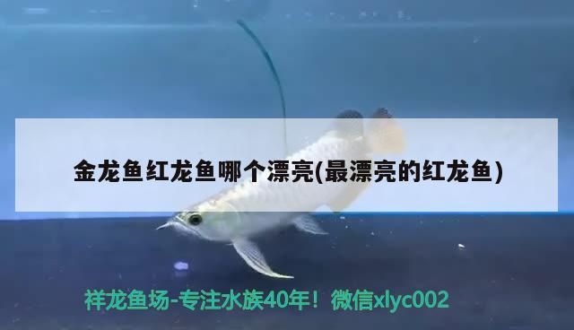 金龍魚紅龍魚哪個(gè)漂亮(最漂亮的紅龍魚)（金龍魚和紅龍魚哪個(gè)漂亮）