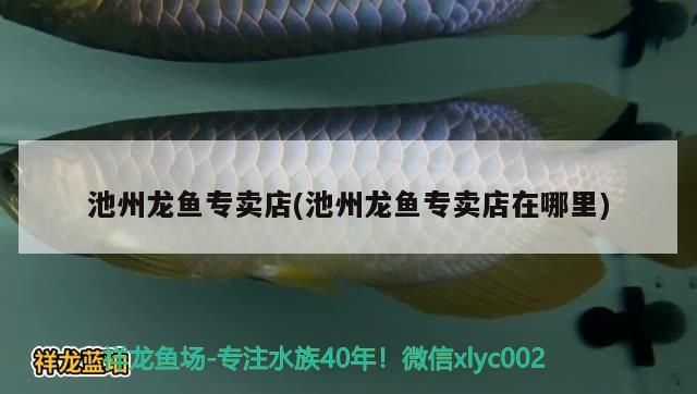 <strong><mark>池州</mark></strong>龍魚專賣店(<strong><mark>池州</mark></strong>龍魚專賣店在哪里)（關于<strong><mark>池州</mark></strong>龍魚專賣店）