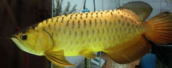 龍魚餌料存放方法（如何正確處理過期的龍魚餌料以避免浪費或吸引害蟲？）