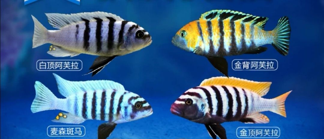 求助:巖棲、孔雀的食性？？？（三湖道友指教:巖棲、孔雀的食性應(yīng)該不一樣吧，有什么差別）