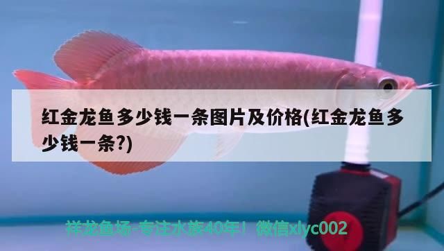 紅金龍魚多少錢一條圖片及價格(紅金龍魚多少錢一條?)（紅金龍魚多少錢一條圖片及價格）