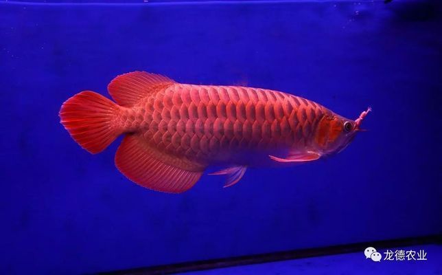 龍魚總是躲在角落怎么辦（龍魚總是躲在角落怎么辦呢）（龍魚總是躲在角落怎么辦）