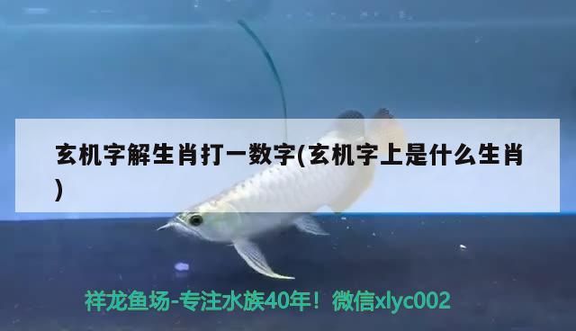 玄機(jī)字解生肖打一數(shù)字(玄機(jī)字上是什么生肖)（玄機(jī)字解生肖打一數(shù)字）