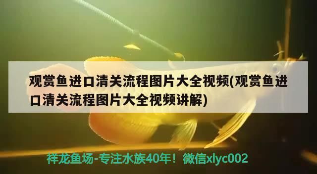 龍魚都怎么換水的進(jìn)來(lái)投個(gè)票（關(guān)于龍魚換水的一些建議）