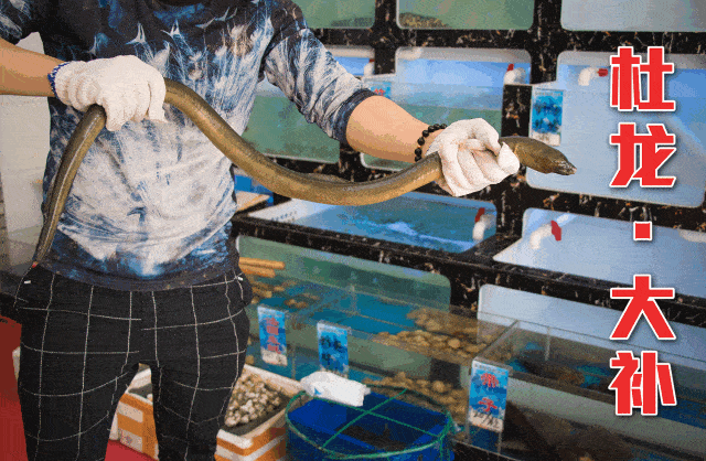 杜龍魚生活在哪里(杜龍魚主要棲息在咸淡水交界的入海口處的復(fù)雜生態(tài)環(huán)境) 觀賞魚百科 第6張 杜龍魚生活在哪里(杜龍魚主要棲息在咸淡水交界的入海口處的復(fù)雜生態(tài)環(huán)境) 杜龍魚生活在哪里(杜龍魚主要棲息在咸淡水交界的入海口處的復(fù)雜生態(tài)環(huán)境) 觀賞魚百科 第6張