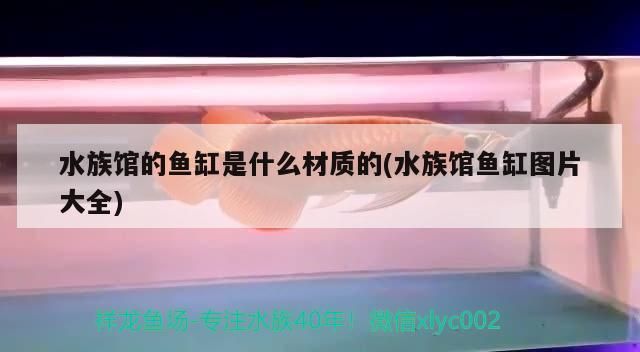 觀賞魚 日喀則水族批發市場都在哪里?(日喀則海鮮市場)(西安哪里有水族批發市場?) 觀賞魚百科 日喀則水族批發市場都在哪里?(日喀則海鮮市場)(西安哪里有水族批發市場?) 日喀則水族批發市場都在哪里?(日喀則海鮮市場)(西安哪里有水族批發市場?) 觀賞魚百科