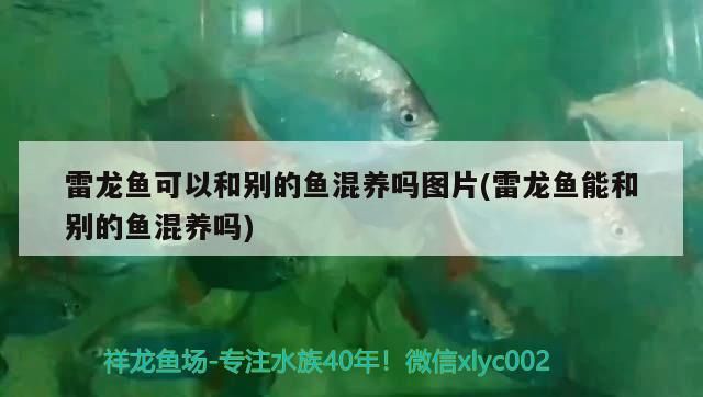 雷龍魚可以和別的魚混養嗎圖片(雷龍魚能和別的魚混養嗎)（雷龍魚可以和其他魚混養嗎）