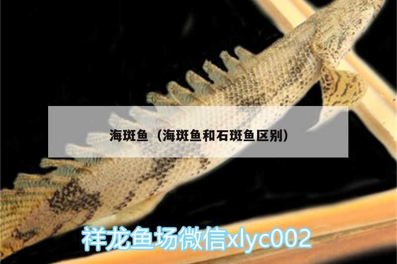 海斑魚（海斑魚和石斑魚區(qū)別）（海斑魚與石斑魚的區(qū)別）