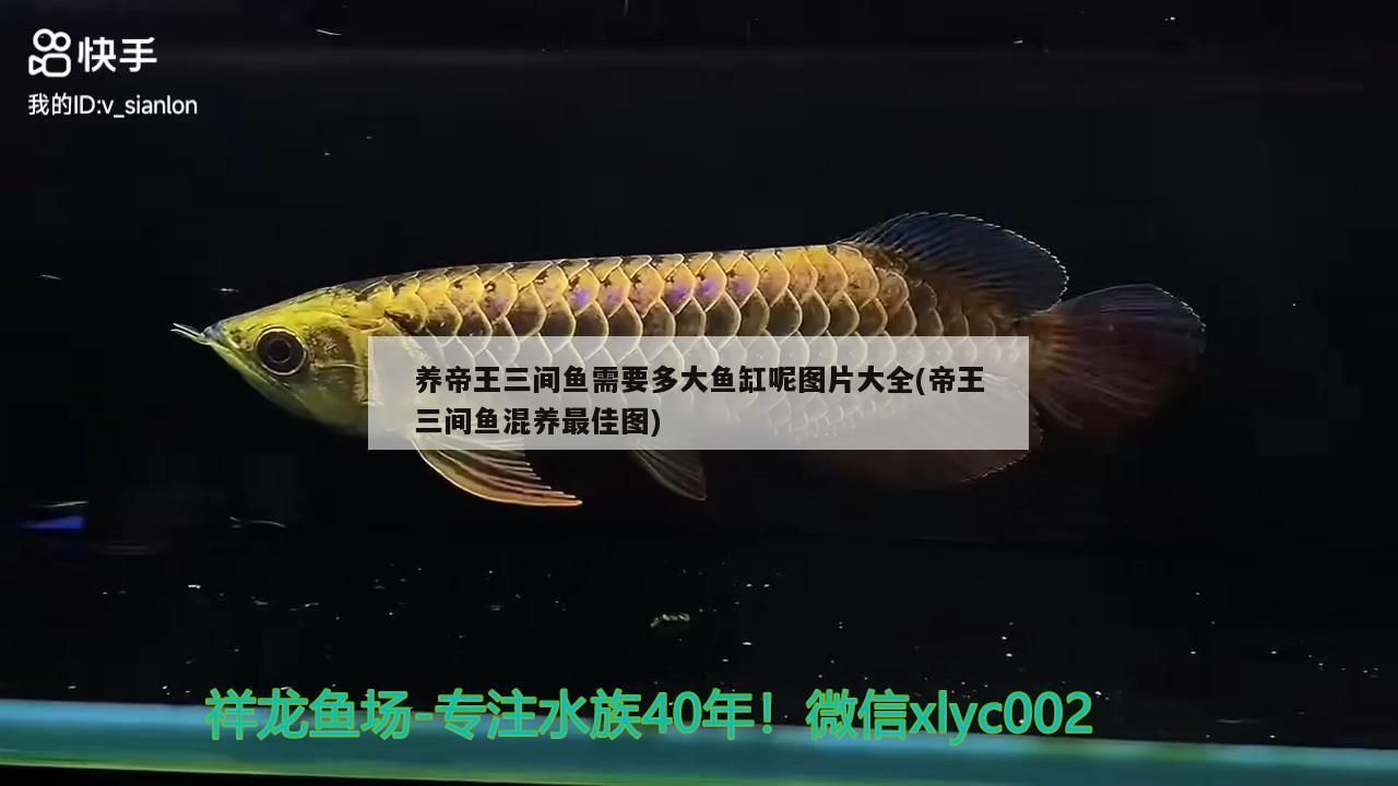 養帝王三間魚需要多大魚缸呢圖片大全(帝王三間魚混養最佳圖)（養帝王三間魚需要多大魚缸呢）