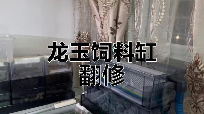 龍魚飼料魚怎么養(yǎng)殖的（雅綺-新手養(yǎng)殖龍魚飼料魚養(yǎng)殖技巧與注意事項(xiàng)） 龍魚飼料魚怎么養(yǎng)殖的（雅綺-新手養(yǎng)殖龍魚飼料魚養(yǎng)殖技巧與注意事項(xiàng)） 觀賞魚百科 第2張