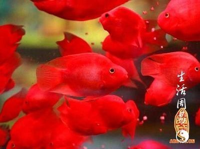 雕刻龍魚的寓意：雕刻龍魚在風水中有何特別寓意？
