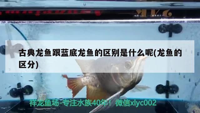 古典龍魚跟藍底龍魚的區別是什么呢(龍魚的區分)（古典龍魚和藍底龍魚的區別）