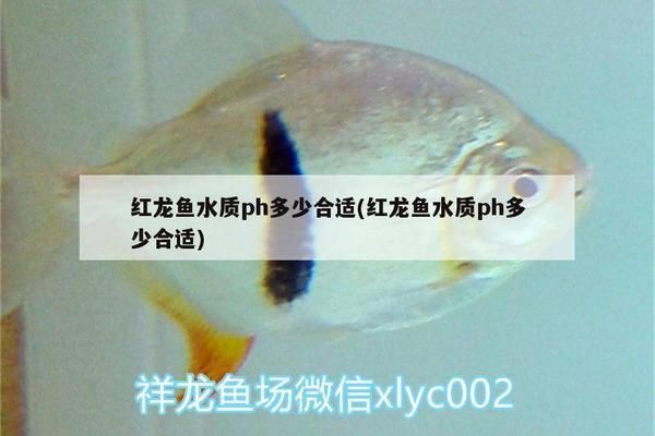 蝴蝶鯉和龍魚可以一起養(yǎng)嗎：蝴蝶鯉和龍魚可以一起養(yǎng)嗎？